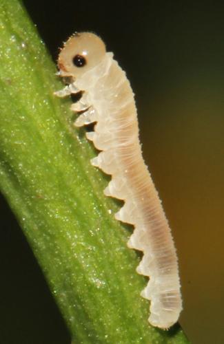 Réf. 298 561 : Macrophya ribis